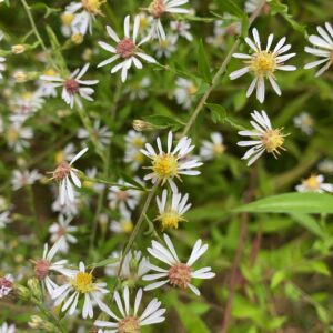 White Wood Aster