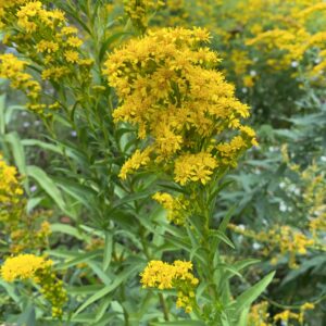 Showy Goldenrod