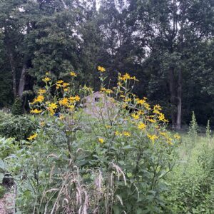 Herbaceous Perennials