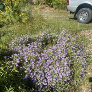 Aromatic Aster
